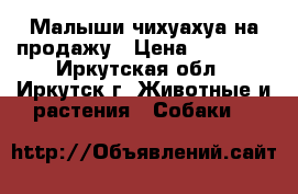 Малыши чихуахуа на продажу › Цена ­ 10 000 - Иркутская обл., Иркутск г. Животные и растения » Собаки   